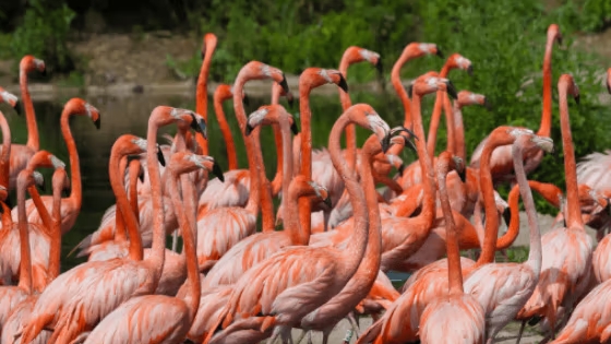 Flamingoes